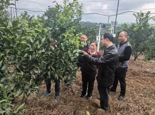 “科技下乡万里行”柑橘第48团赴眉山市开展技术帮扶工作