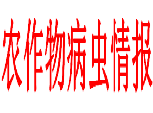 农作物病虫情报（2024年第19期）：秋植玉米草地贪夜蛾发生动态