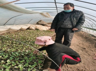 农技人员到生产一线指导蔬菜育苗