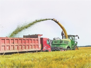 一块农田记下两笔丰收账